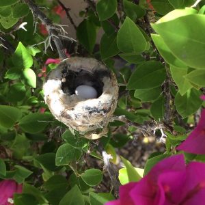 2 baby Hummingbird eggs Photo Louise Lowry