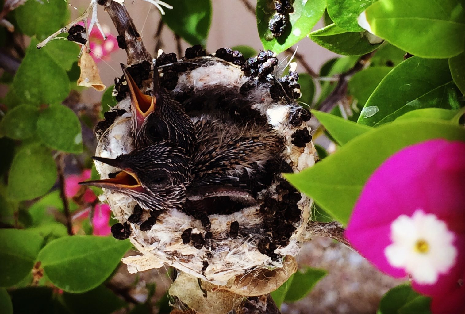 Where's my lunch photo by Louise Lowry