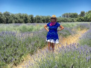 Field of Lavender