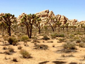 Desert Beauty