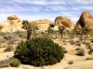 Joshua Tree by day.