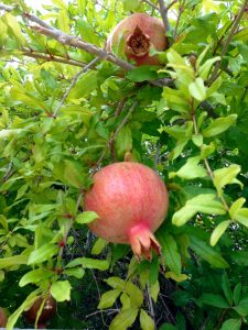 Sacred Pomegranate from a neighbors garden in Palm Springs.