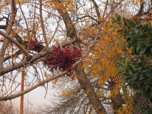 Christmas berries